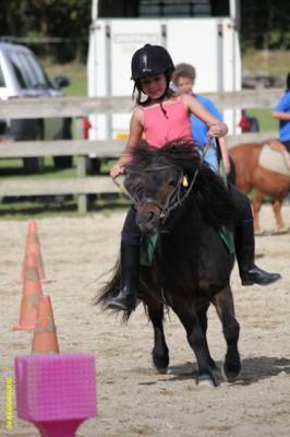 reprise shethland double poneys et chevaux
