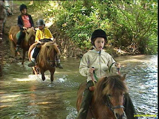 Les shetlands en promenade - Guet.jpg