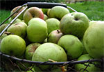 les pommes pour le cidre