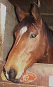 Poney-Maliska (3K)